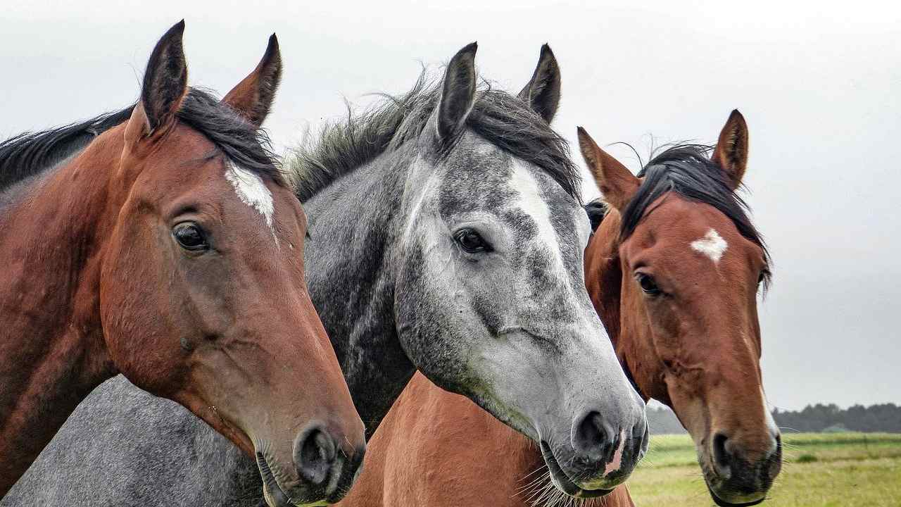 cavalli stremati