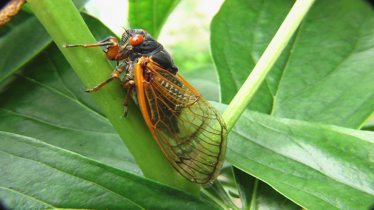 Insetto infestazione cicala