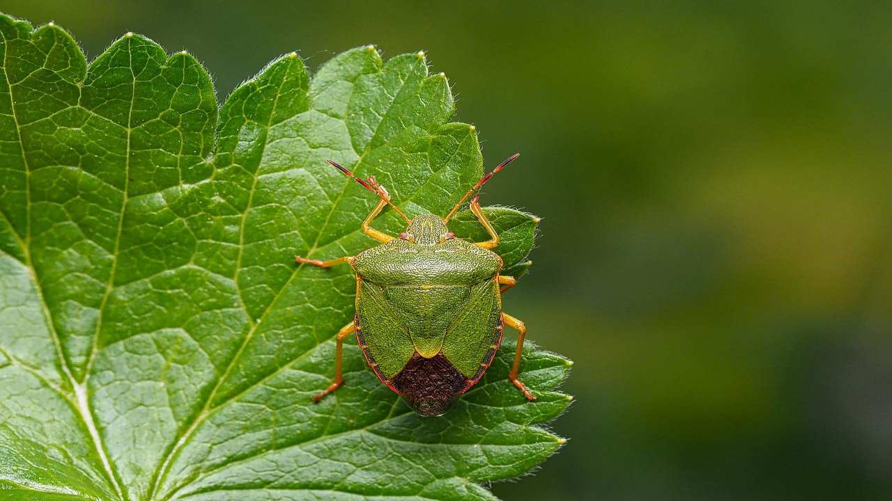 Invasione cimice asiatica