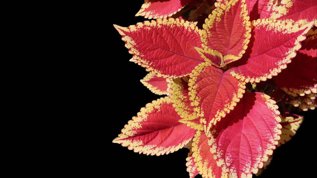 coleus rossa