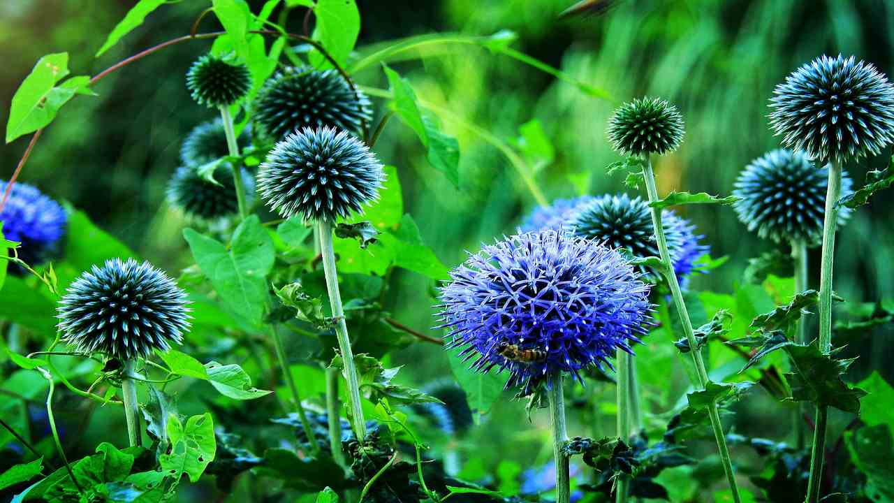 Echinops come coltivare fiori