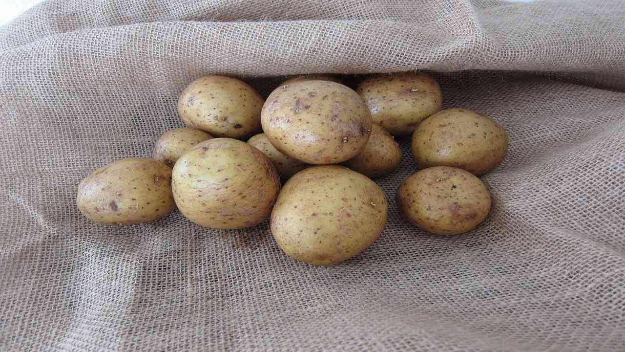 dorifora mangia patate