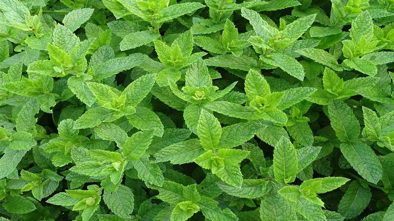 menta piperita benefici