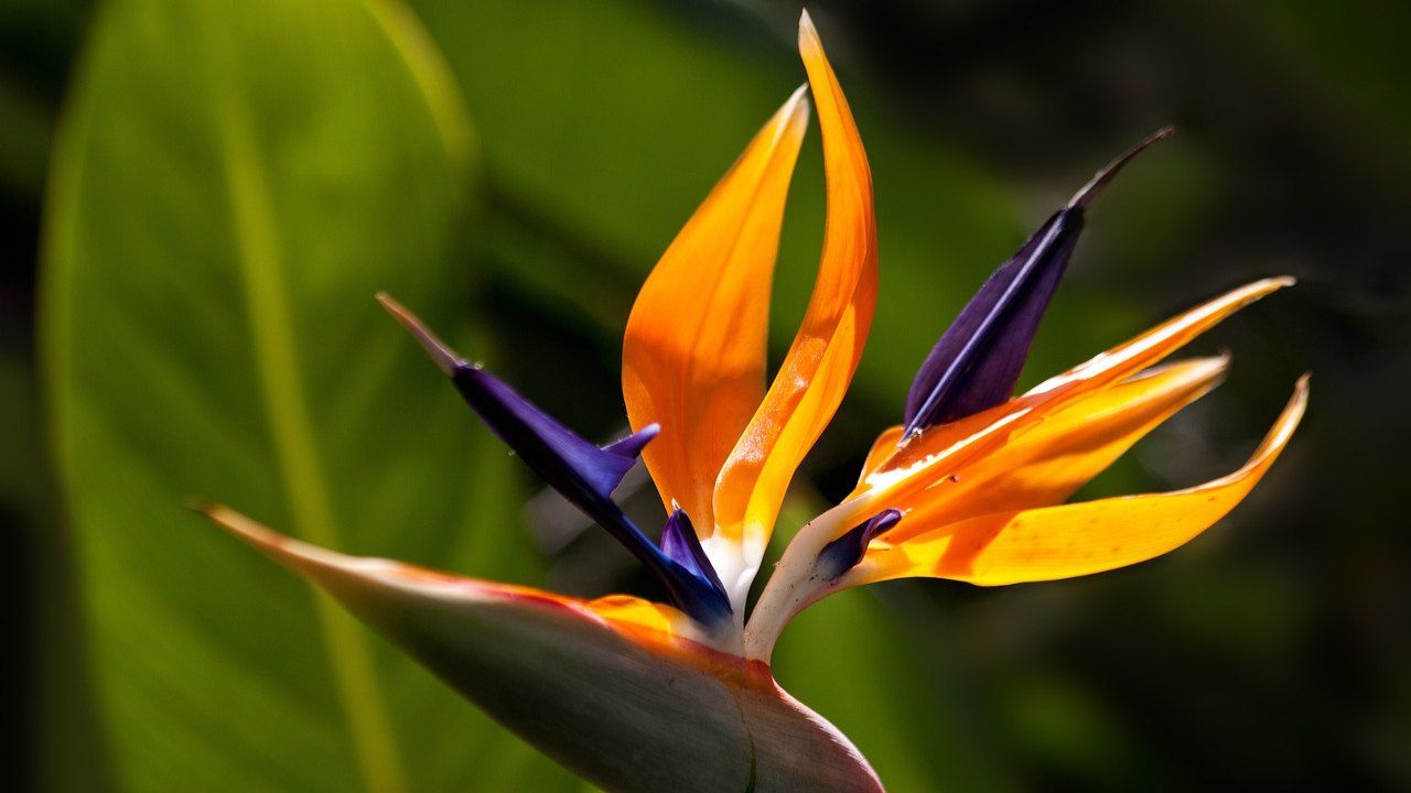 Strelitzia pianta d'appartamento fiore