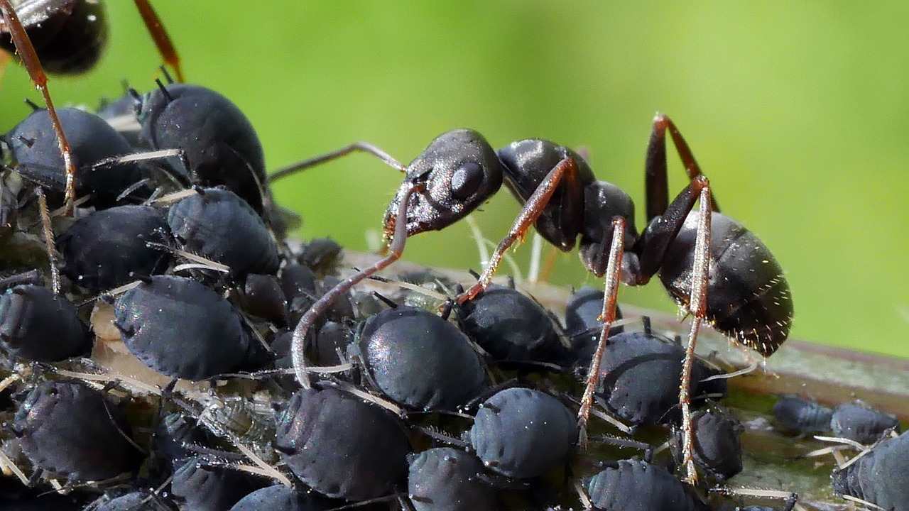 afidi moscerini pomodori