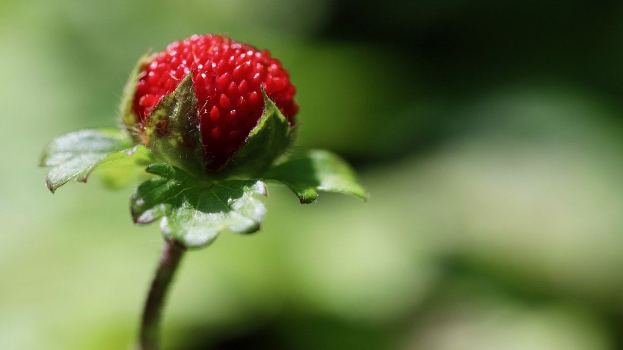 fragola selvatica matta rossa