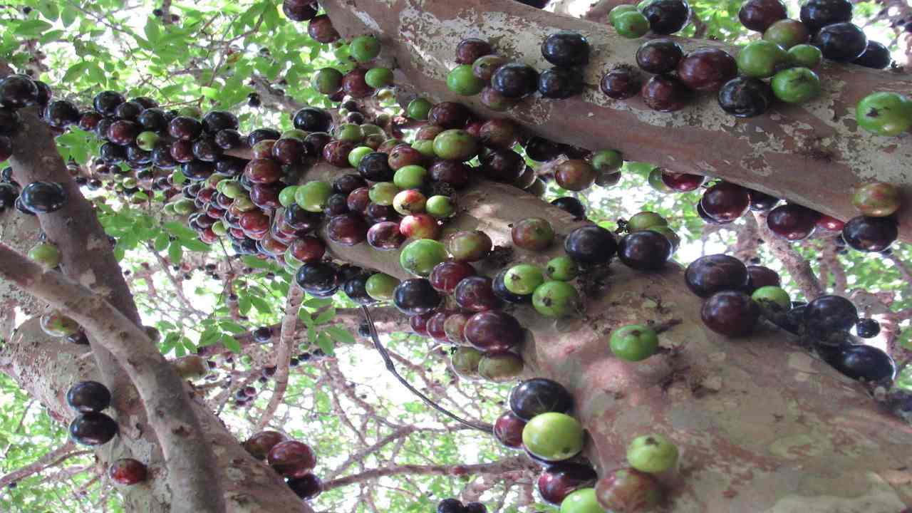 Jabuticaba albero frutti