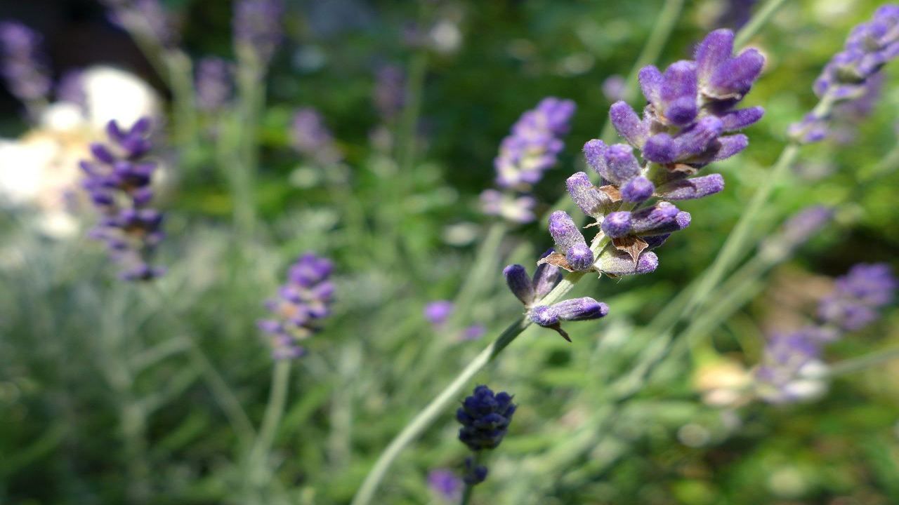 Limonata alla lavanda rami