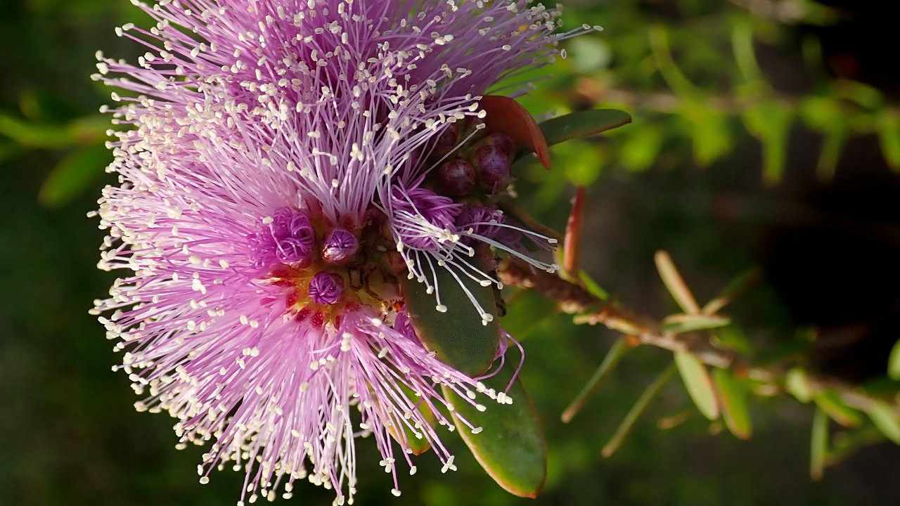 Piante resisteni melaleuca