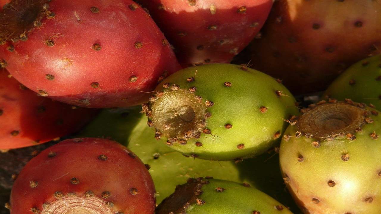 Siccità cosa coltivare Opuntia