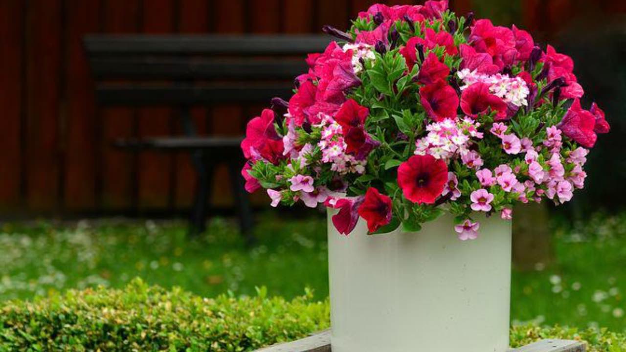 petunia fiori