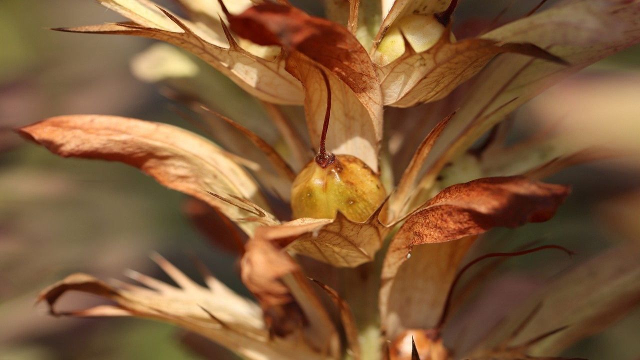 Piante siccità rimedi foglie secche