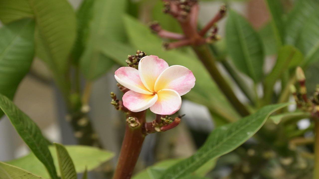 Pomelia pianta tropicale fiore rosa