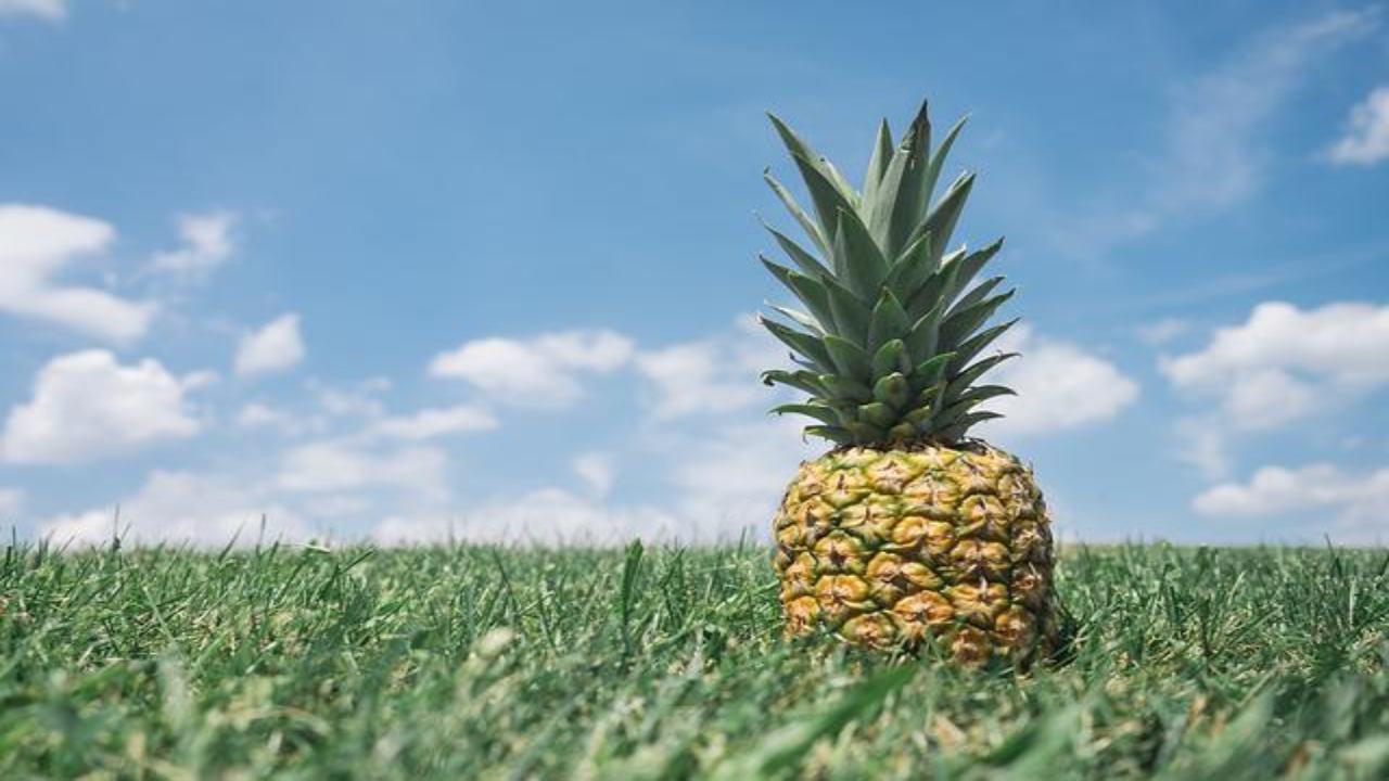 ananas insostenibile scopri perché