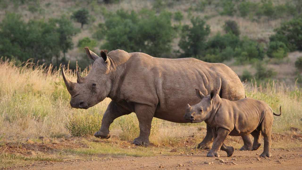 rinoceronti mozambico