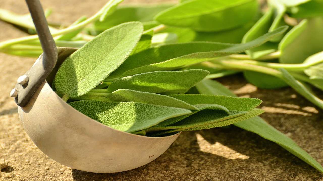 Salvia benefici mestolo