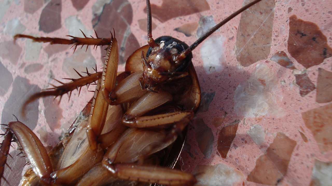 scarafaggi addio naturalmente