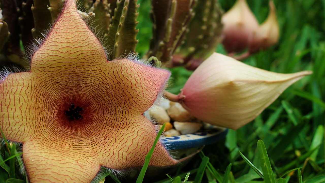 Stapelia stella marina fiore