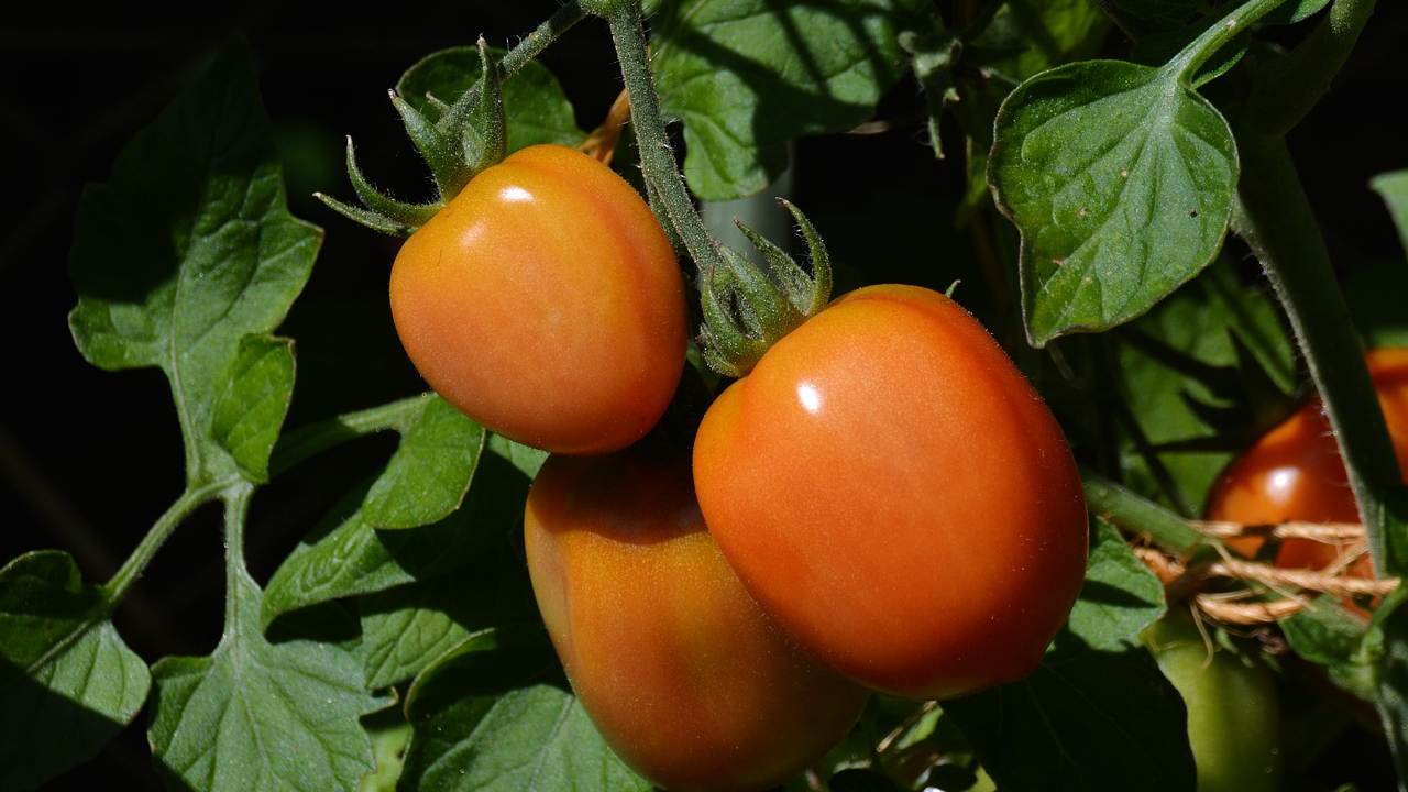 Luglio coltivare pomodori roma