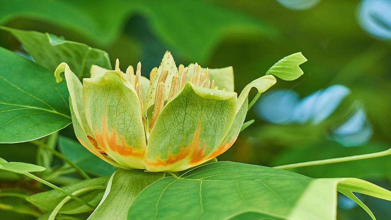 Tulipifero coltivazione fiore