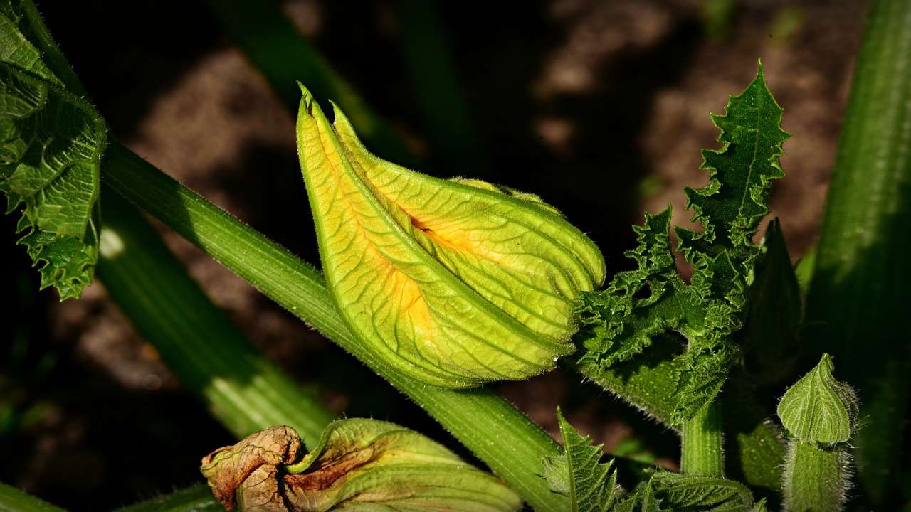 Zucchine amare fiore