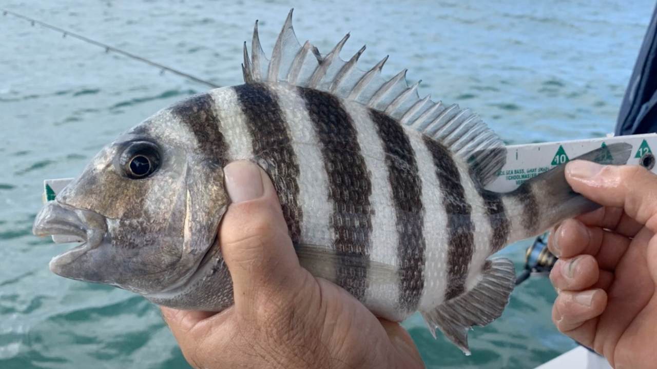 Archosargus probatocephalus pesce