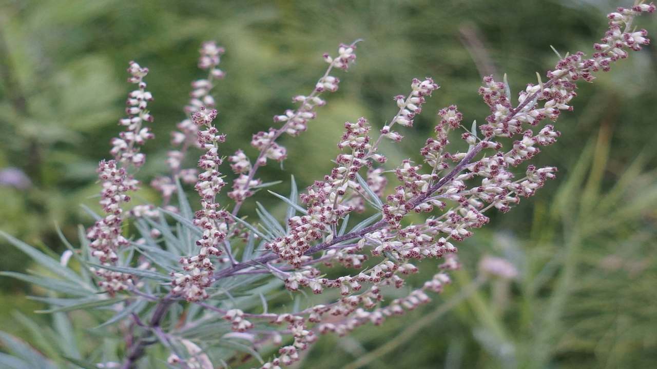 artemisia pianta curativa