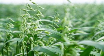 Re-cereal: l’Europa pensa a come reintrodurre, avena, miglio e grano saraceno