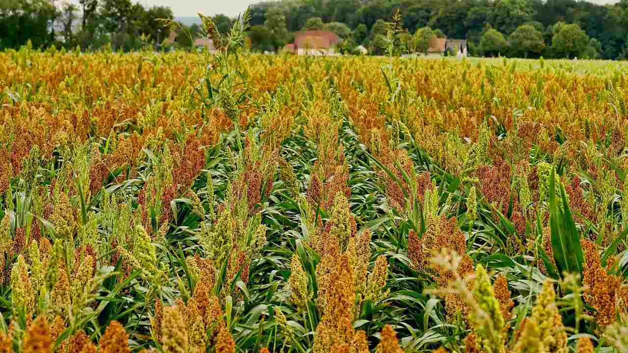 Campo sorgo tossicità motivo