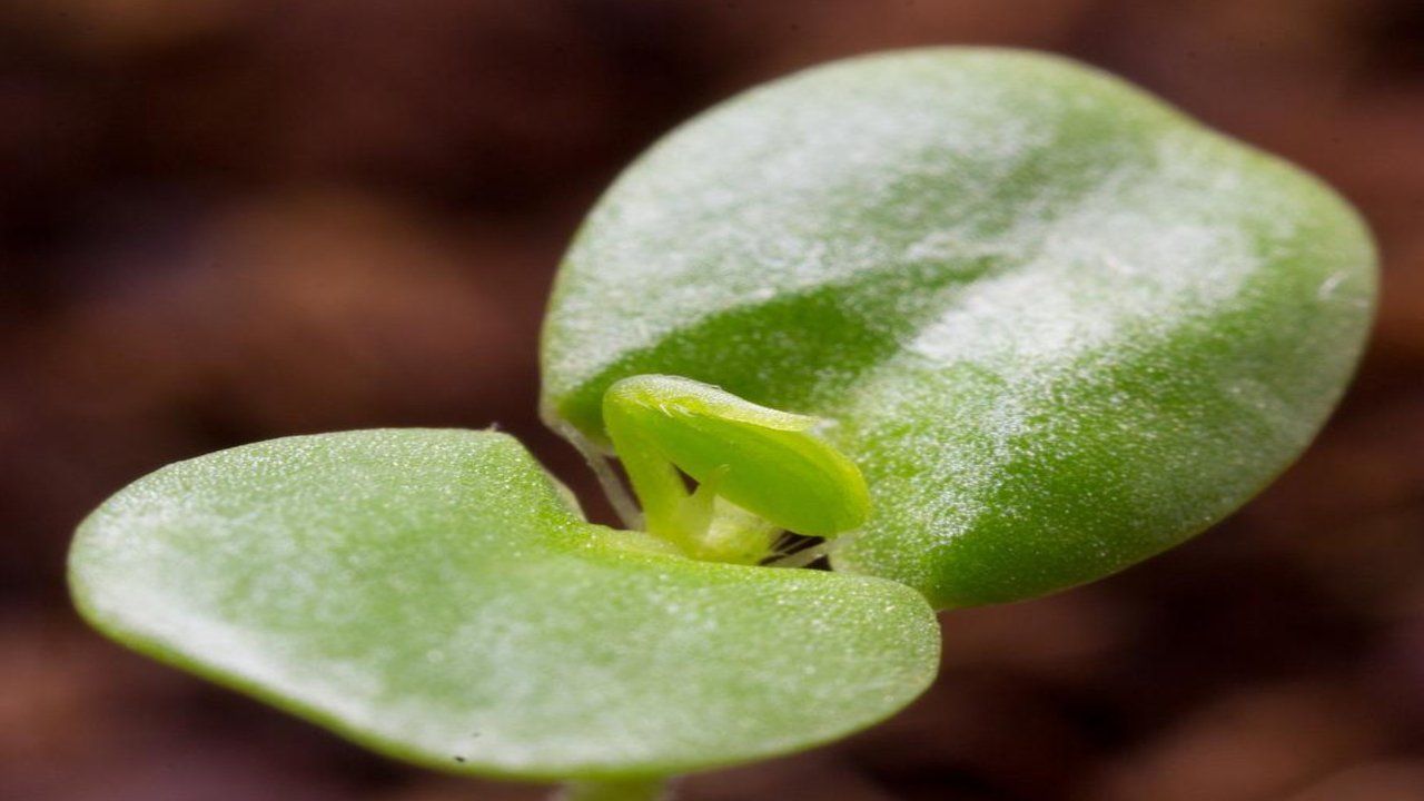 germoglio Cotyledon Orbiculata