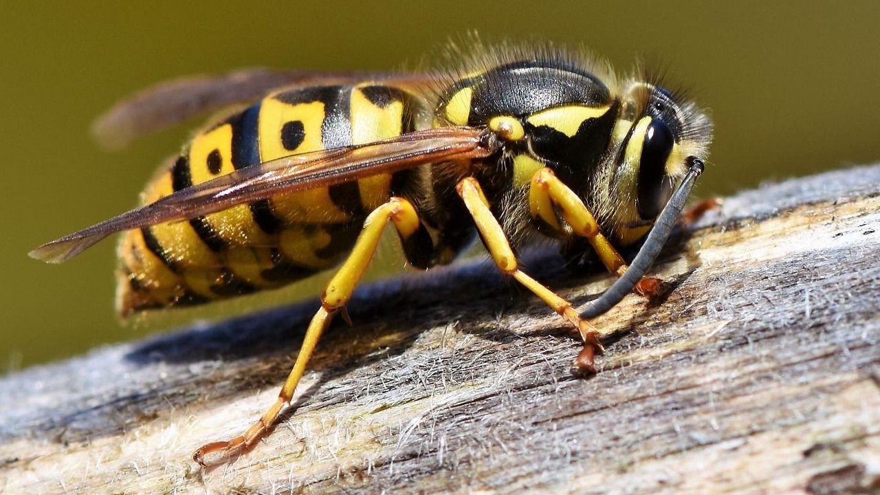 allontanare gli insetti allontanare i calabroni dissuadere