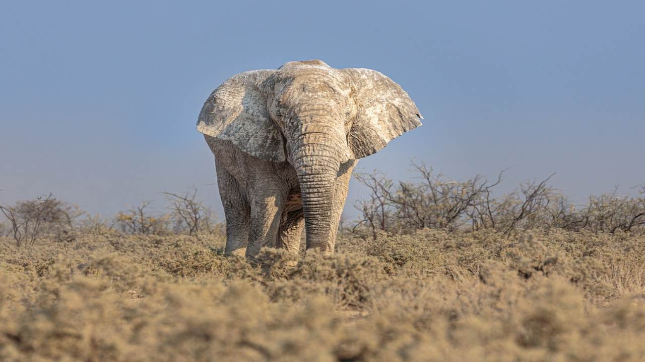 Elefante bianco rara specie