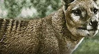 Tigre della Tasmania, alcuni ricercatori vogliono riportarla in vita