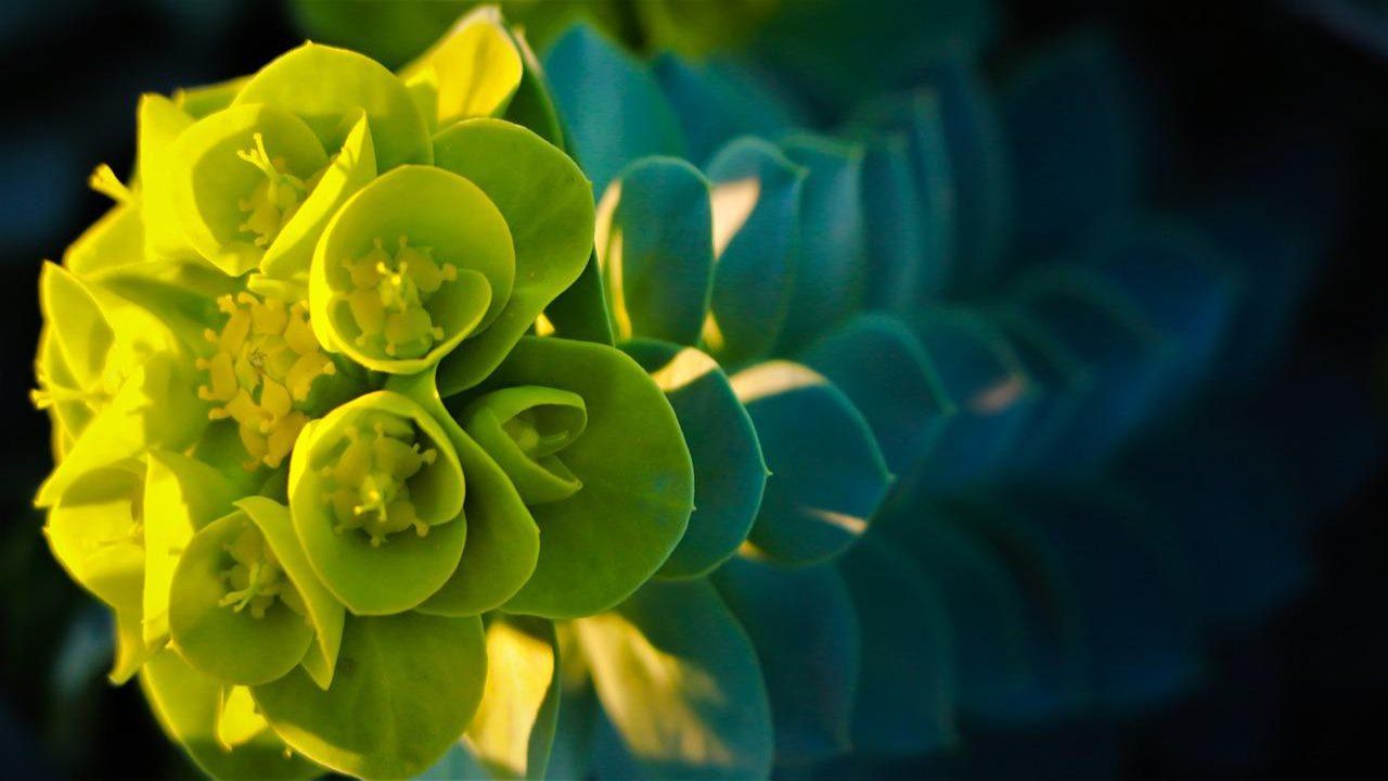 Euphorbia Characias pianta