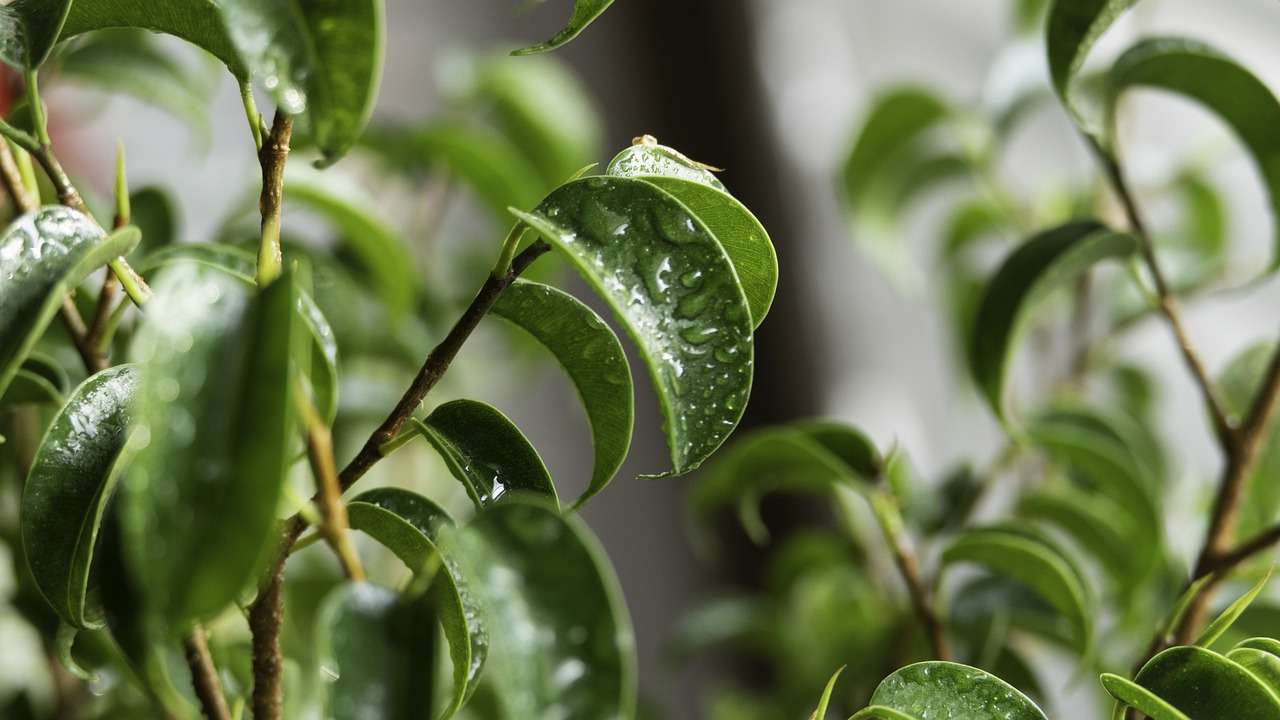 Ficus bonsai caldo agosto