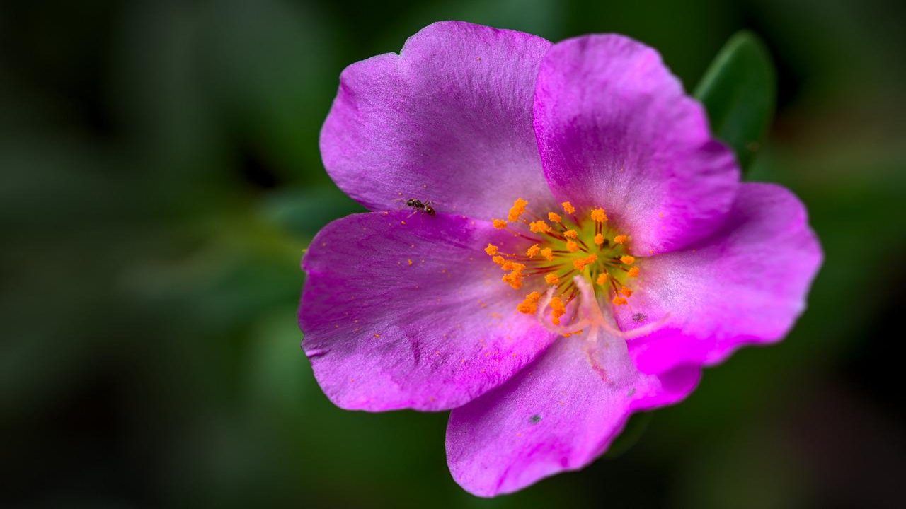 portulaca pianta commestibile