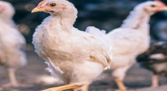 Alleva oltre 200 galline, Melissa Zannoni. “La mia vita è una sfida al bio”
