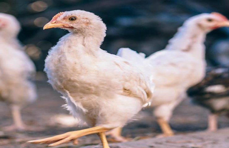 melissa zannoni 200 galline sfida bio