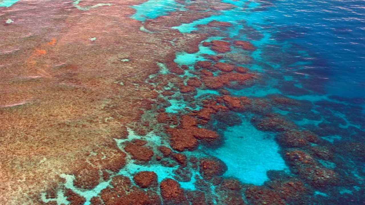 corallo sbiancamento attacco stelle marine