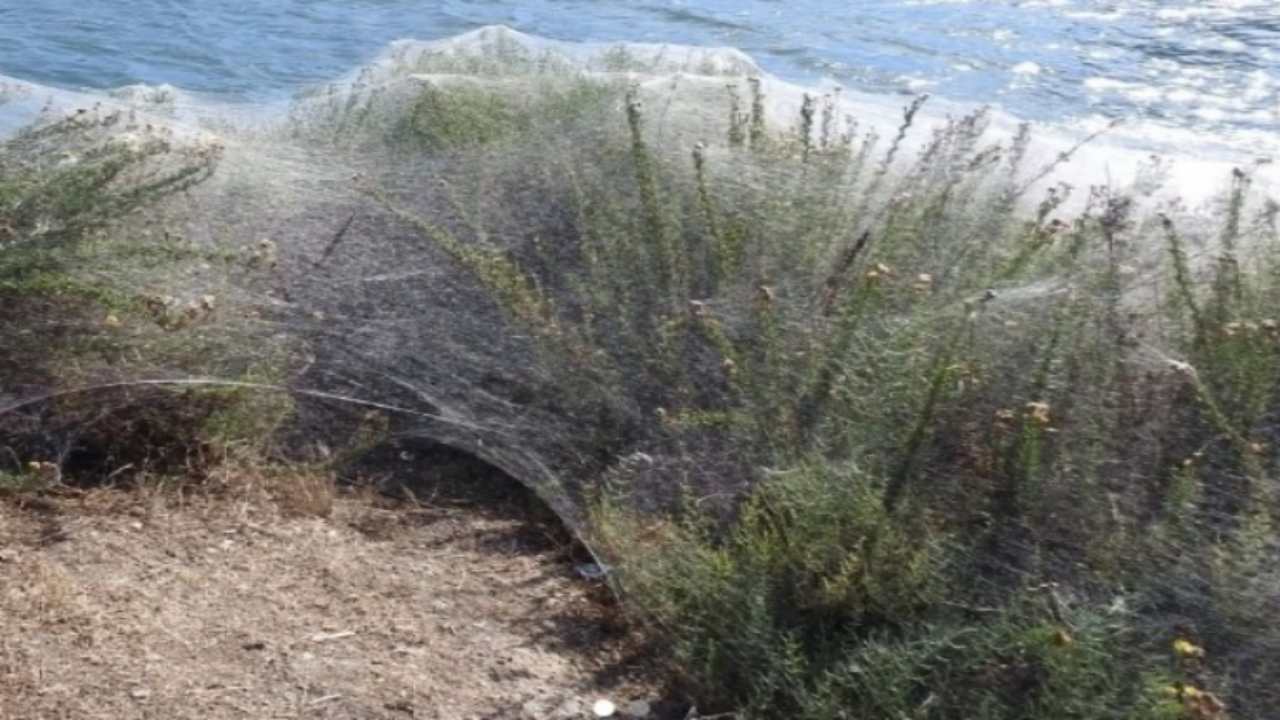 problema ragni laguna orbetello