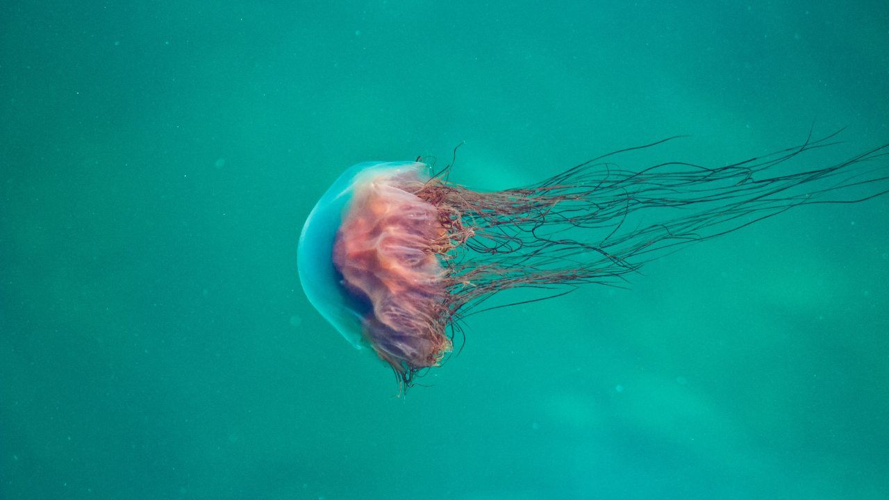 meduse perché pungono