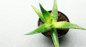 Aloe vera, 3 modi incredibili per utilizzarla: uno meglio dell’altro