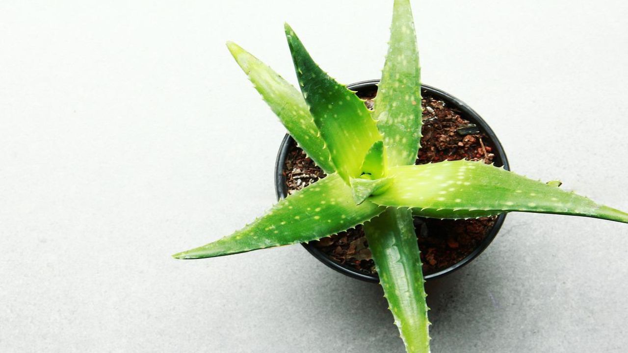 aloe vera usi