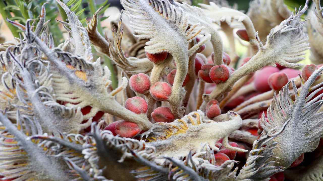 cycas coltivarla facilissimo