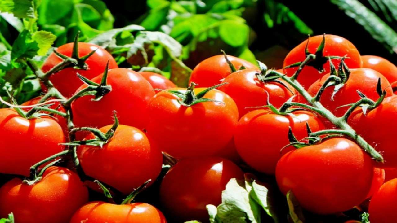 pomodori capire quando sono maturi