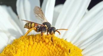 Vespe, non saranno più un problema: il rimedio naturale che le manderà via all’istante