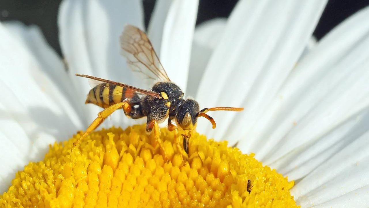 vespe rimedio naturale