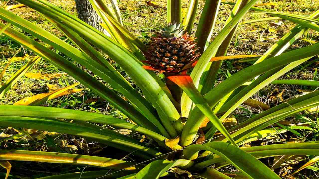 riproduzione piante ornamentali e da frutto: la pianta di ananas