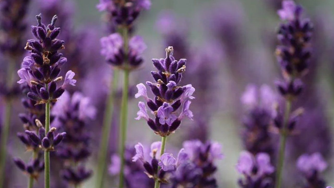 lavanda cura