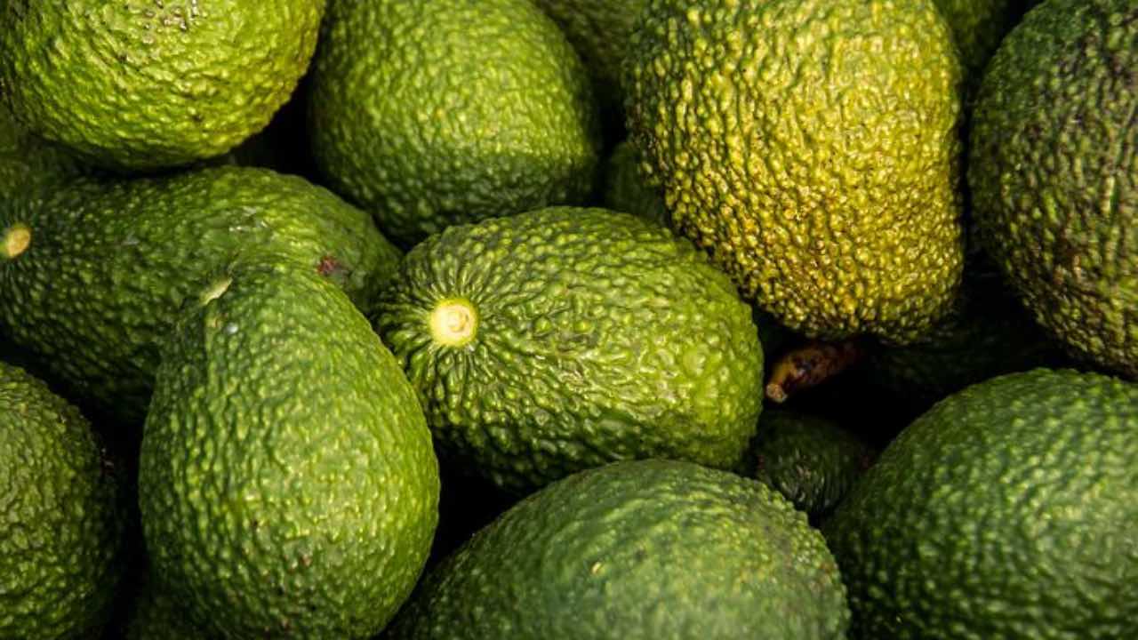 avocado conservazione